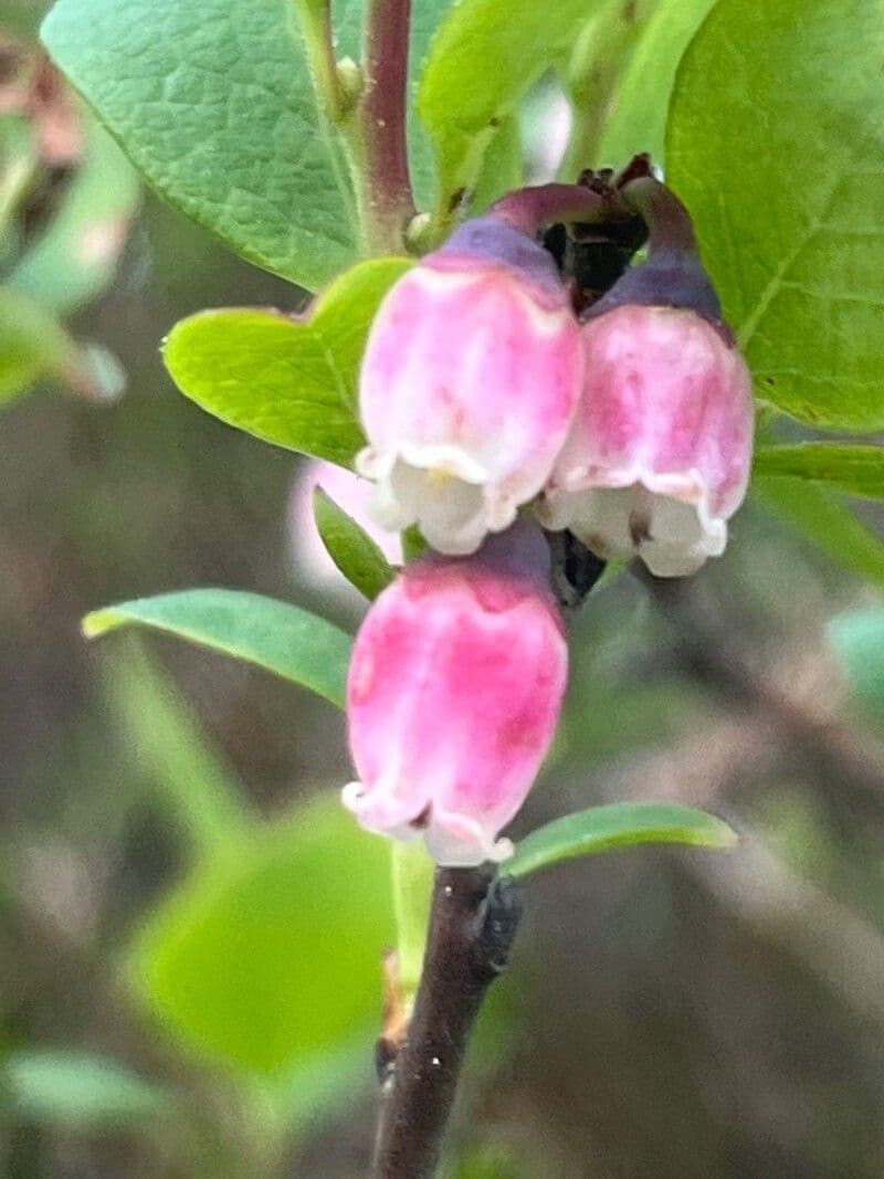 Rauschbeere 5