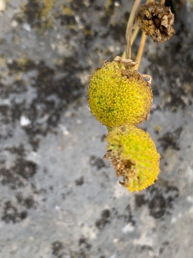 Camomilla romana