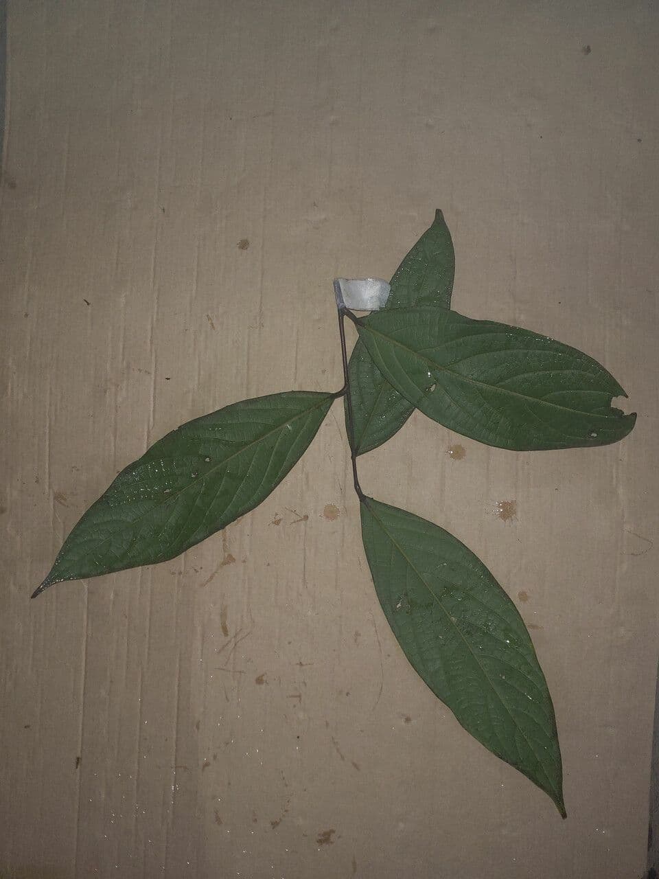 Ocotea 4
