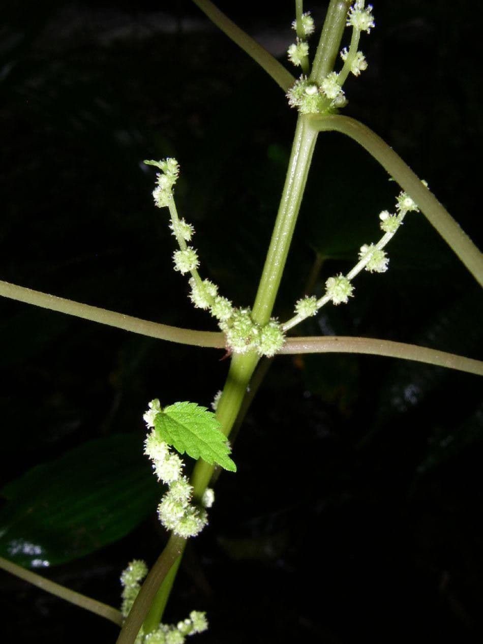 Boechmeria 26