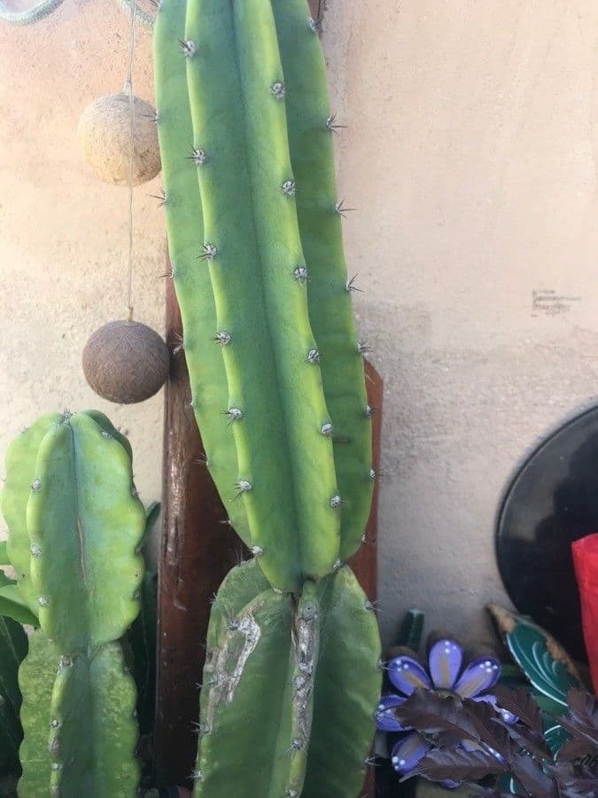 Cactus 17