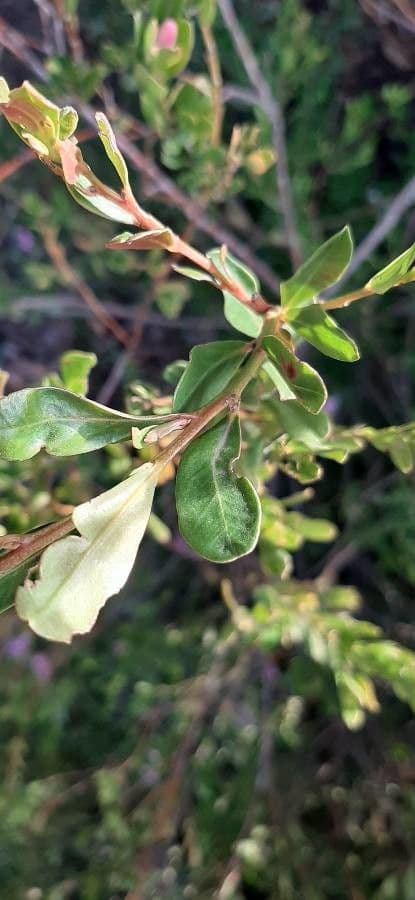 Crowea exalata 5
