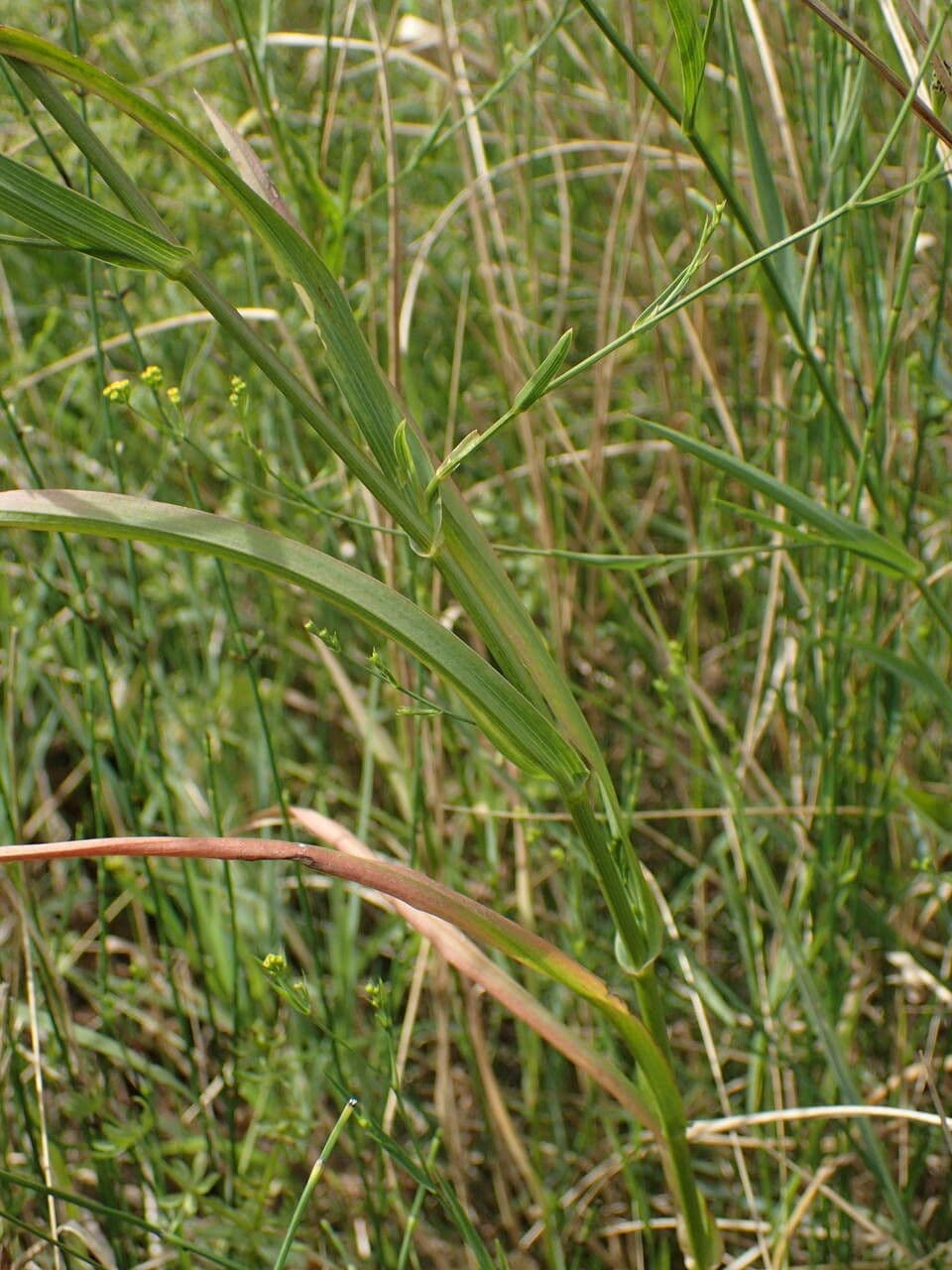 Bupleurum 21