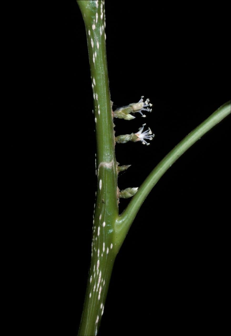 Agrostistachys