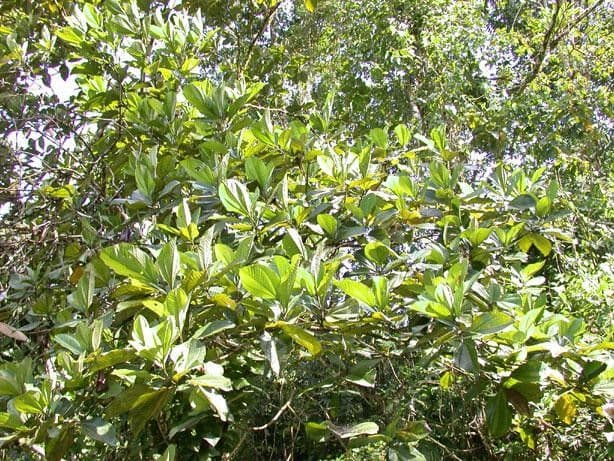 Bellucia grossularioide 11