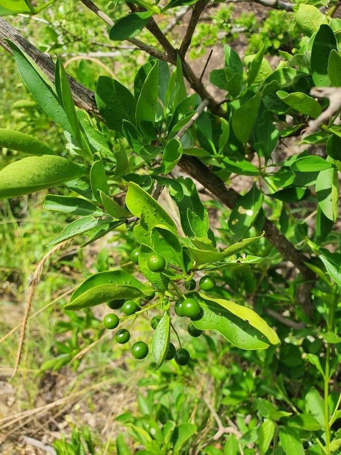 Coptosperma graveolens 2