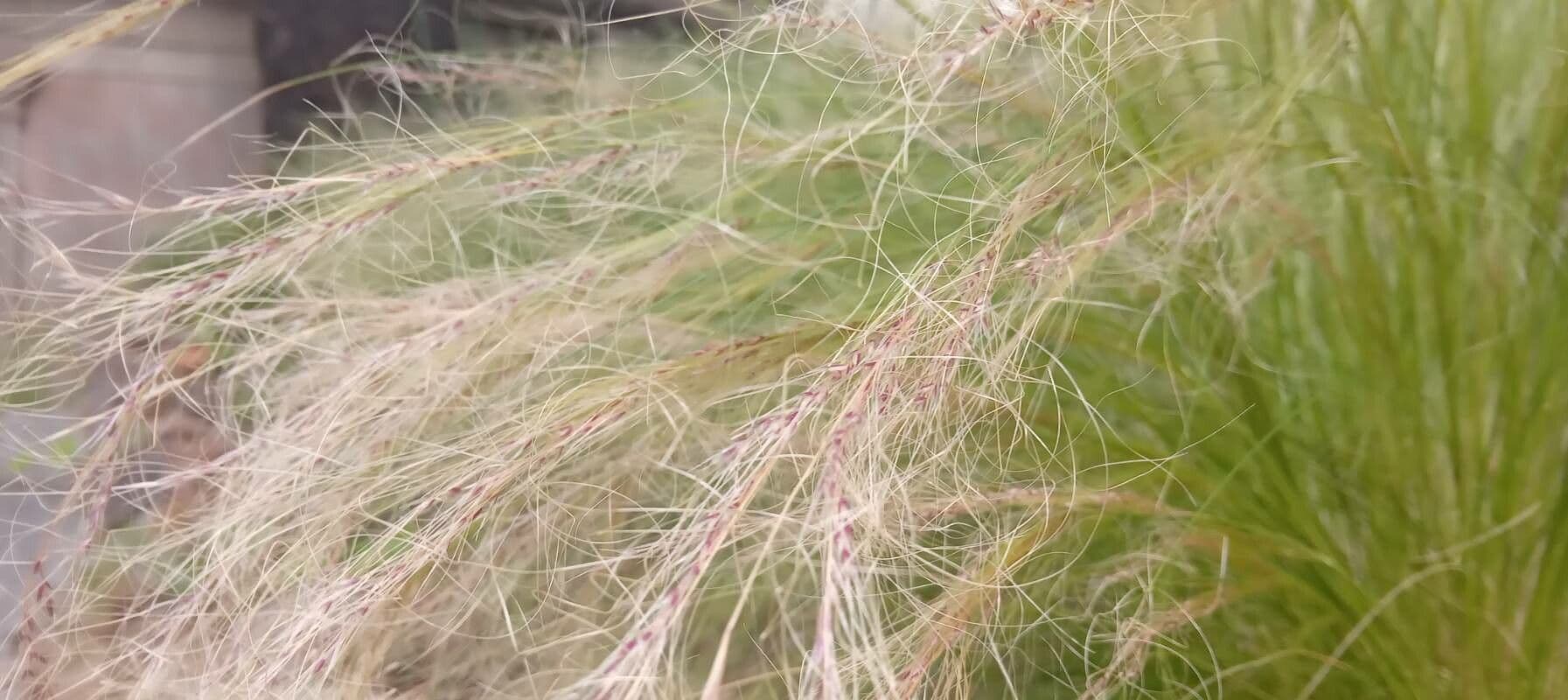 Nassella tenuissima 3