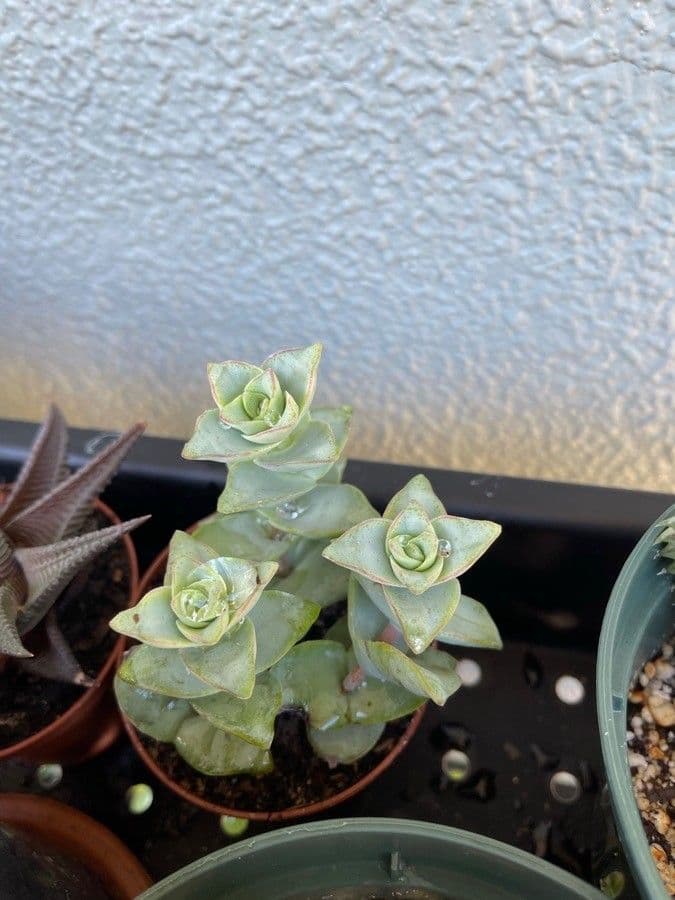 Crassula perforata 14