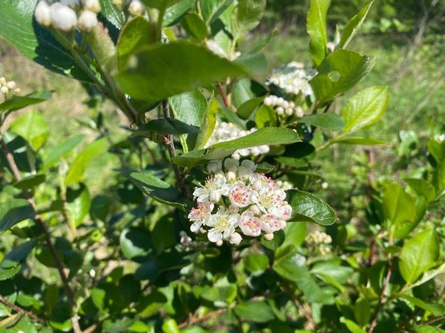 Aronia nera 9