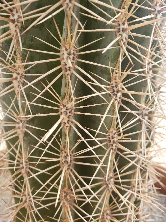 Sahuaro 19