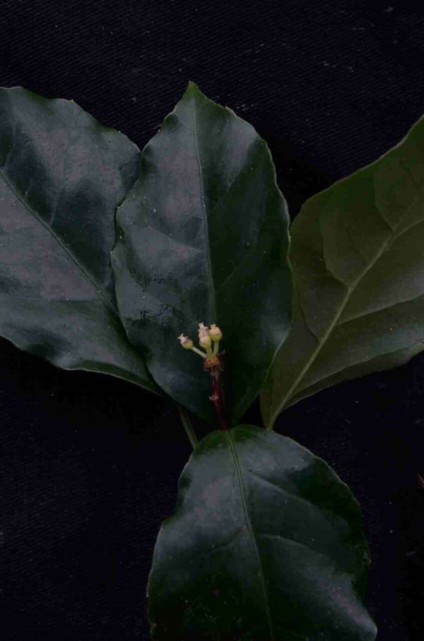 Dendropanax 7