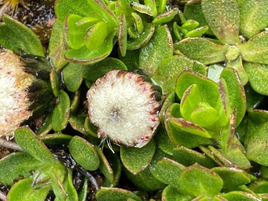 Baccharis