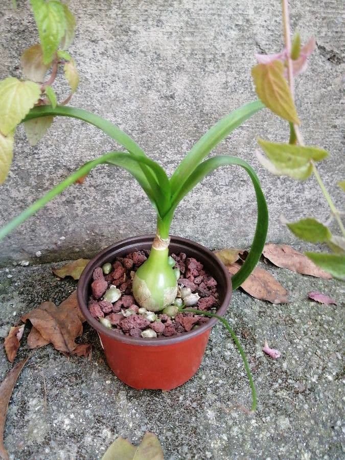 Albuca 25