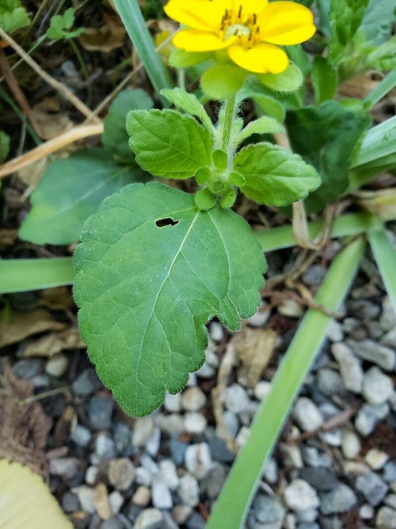 Chrysogonum 15