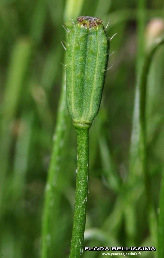 Sand-Mohn 22