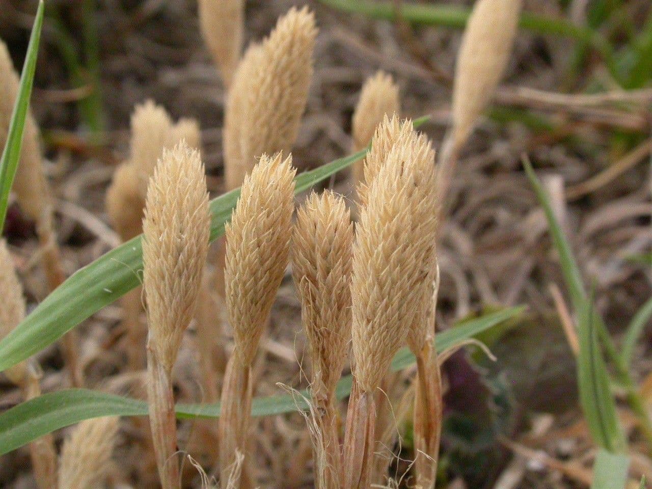 Codolina delle spiagge 2