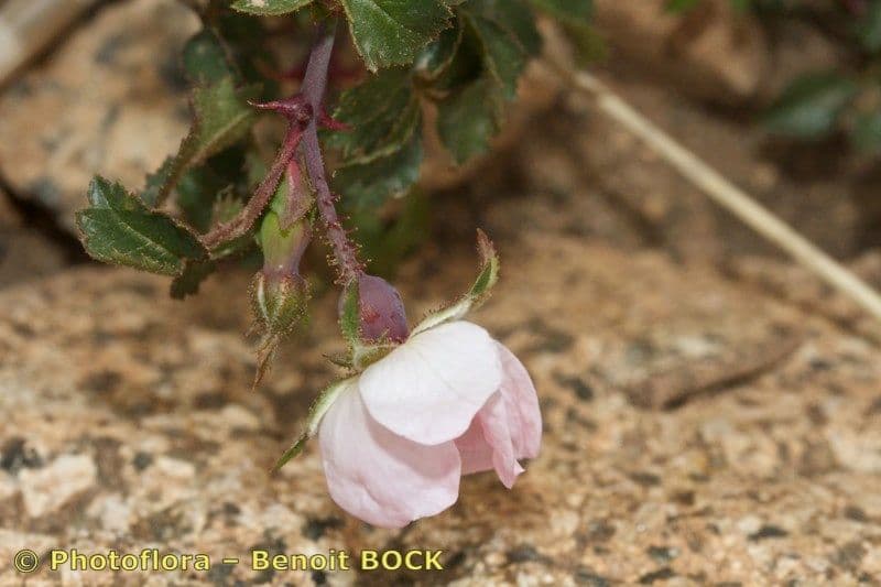 Pouzinii-Rose 20
