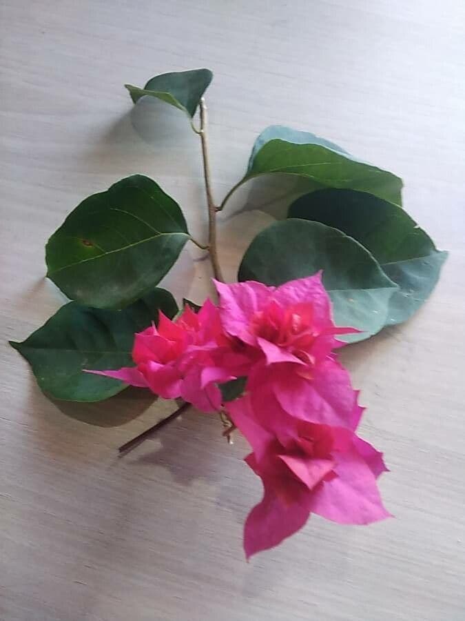 Bugenvilea 24