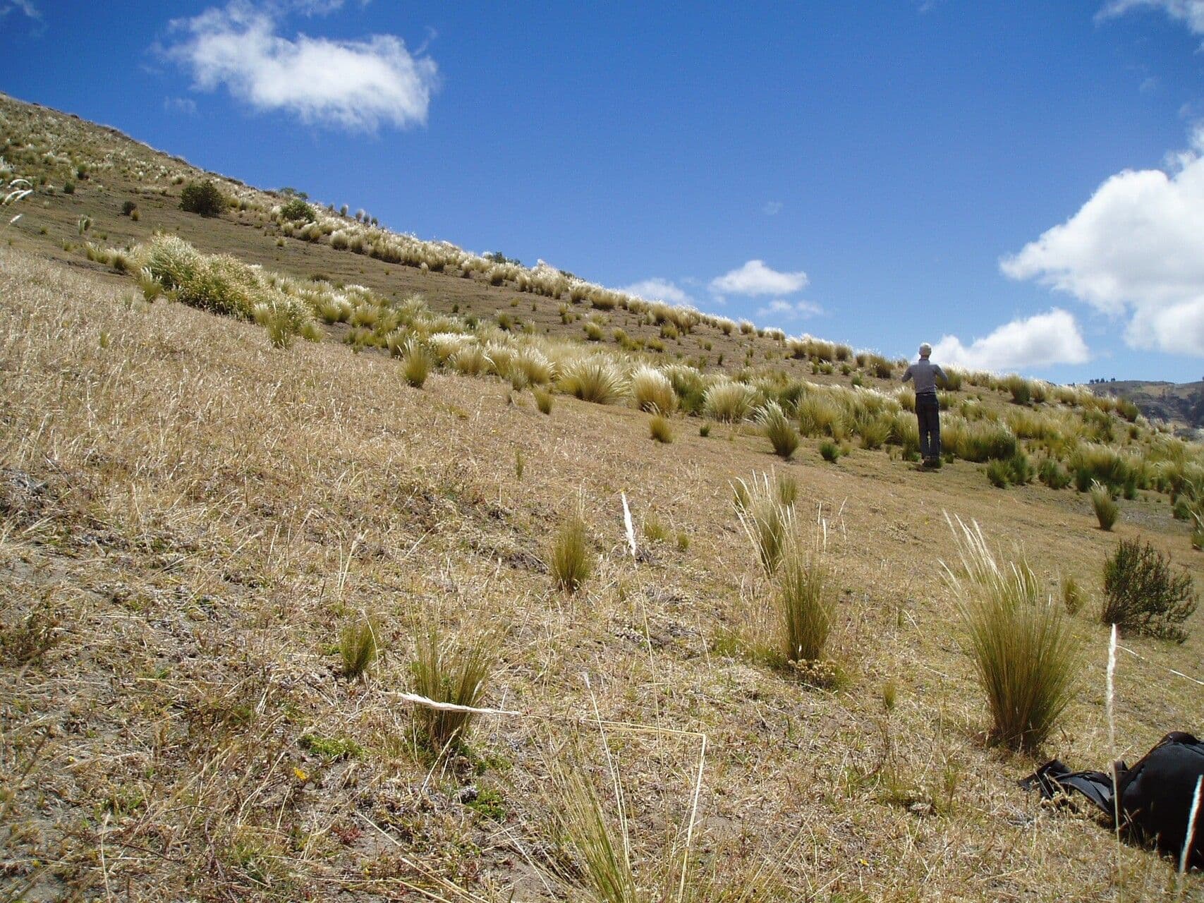 Puya 8