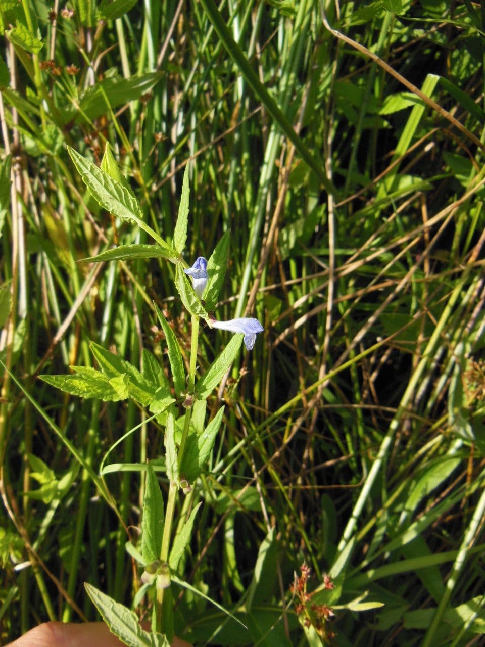 Scutellaria comune 26