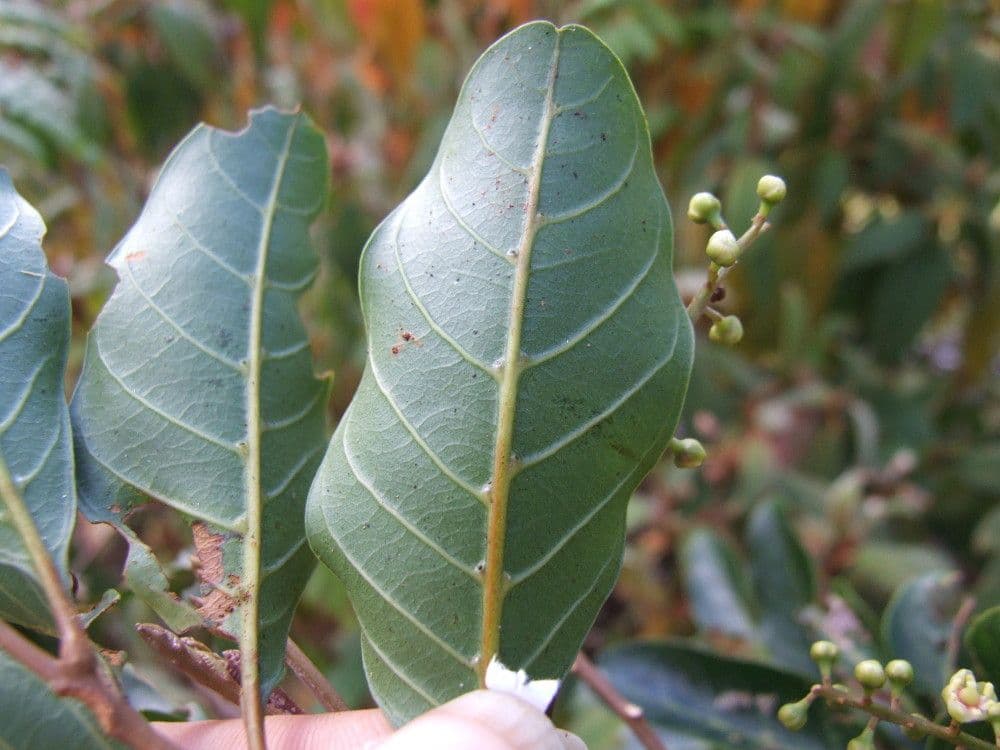 Cupaniopsis 8