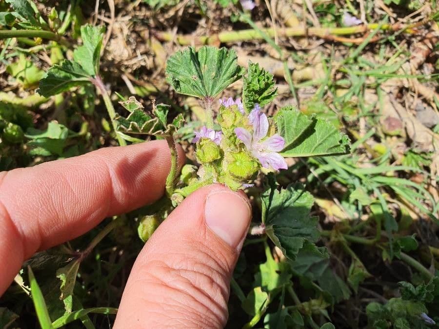 Malva pusilla 5