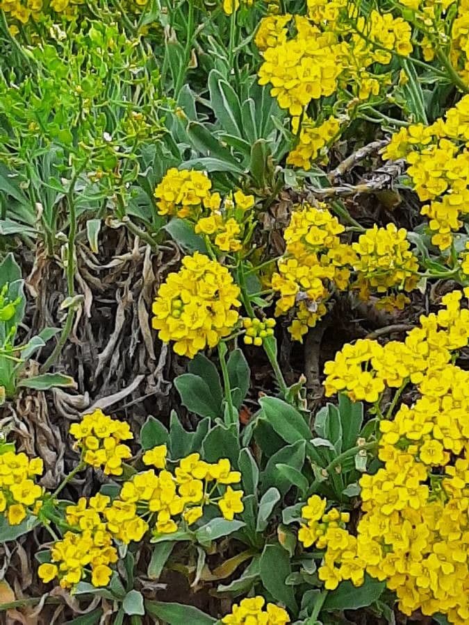 Aurinia saxatilis 17