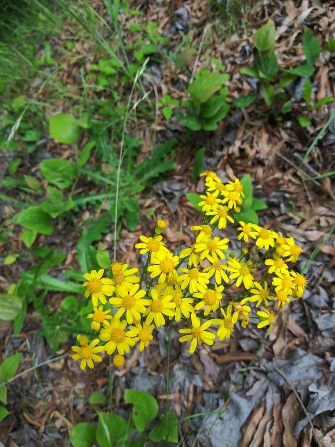 Senecio