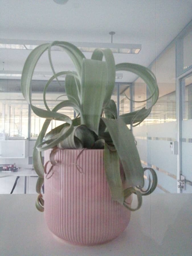 Tillandsia 7