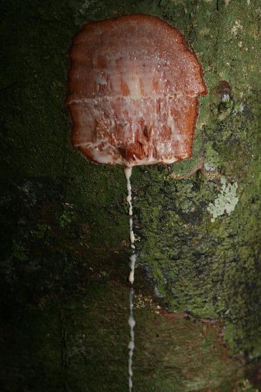 Chrysophyllum 12