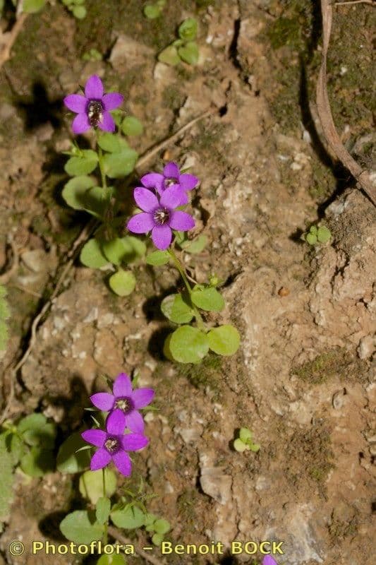 Campanula 8
