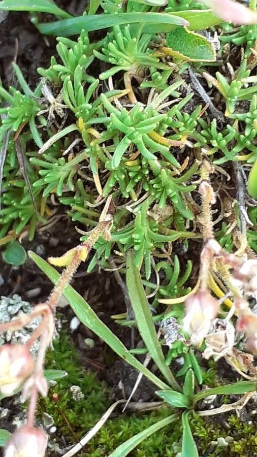 Minuartia recurva 15