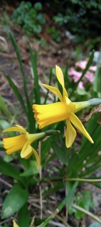Narciso ciclamino 4