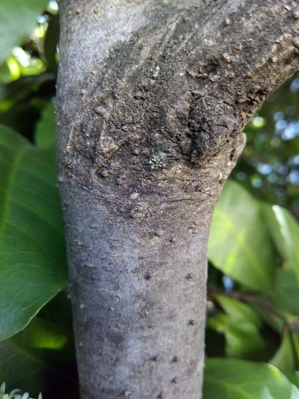 Ixora 23