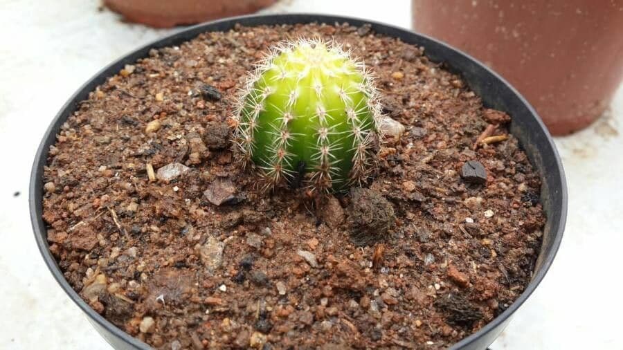 Cactus pettine 13