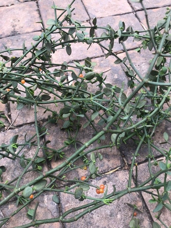Solanum villosum 12