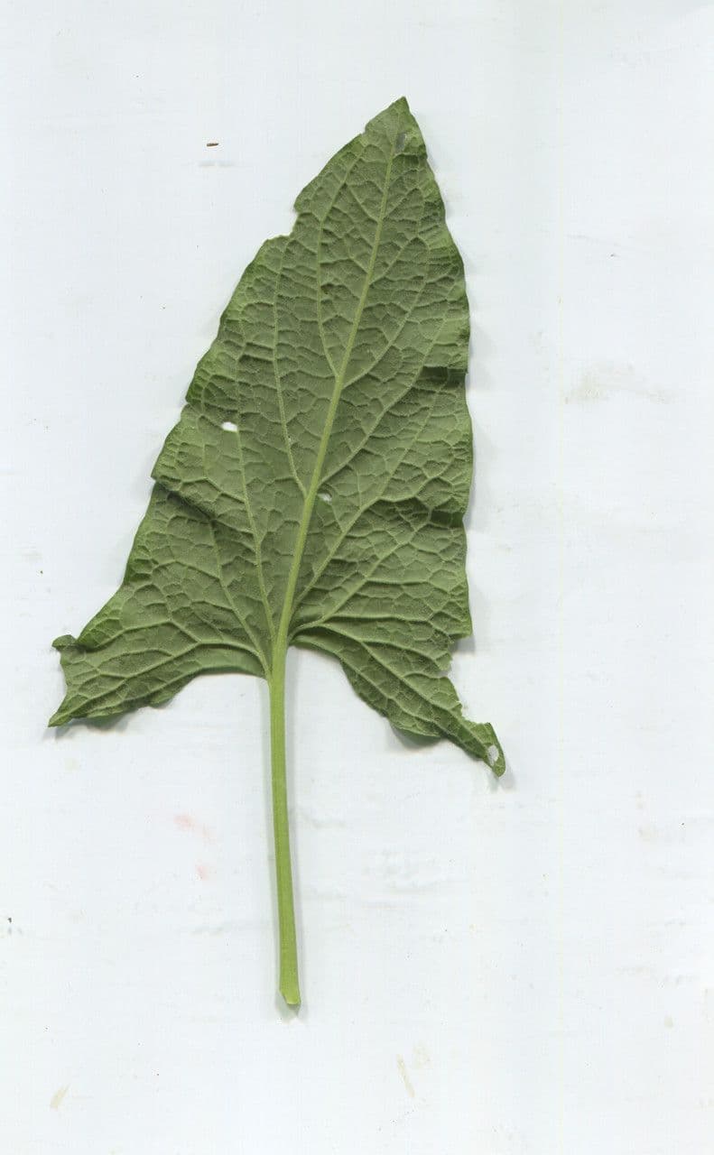 Komosa strzałkowata 23