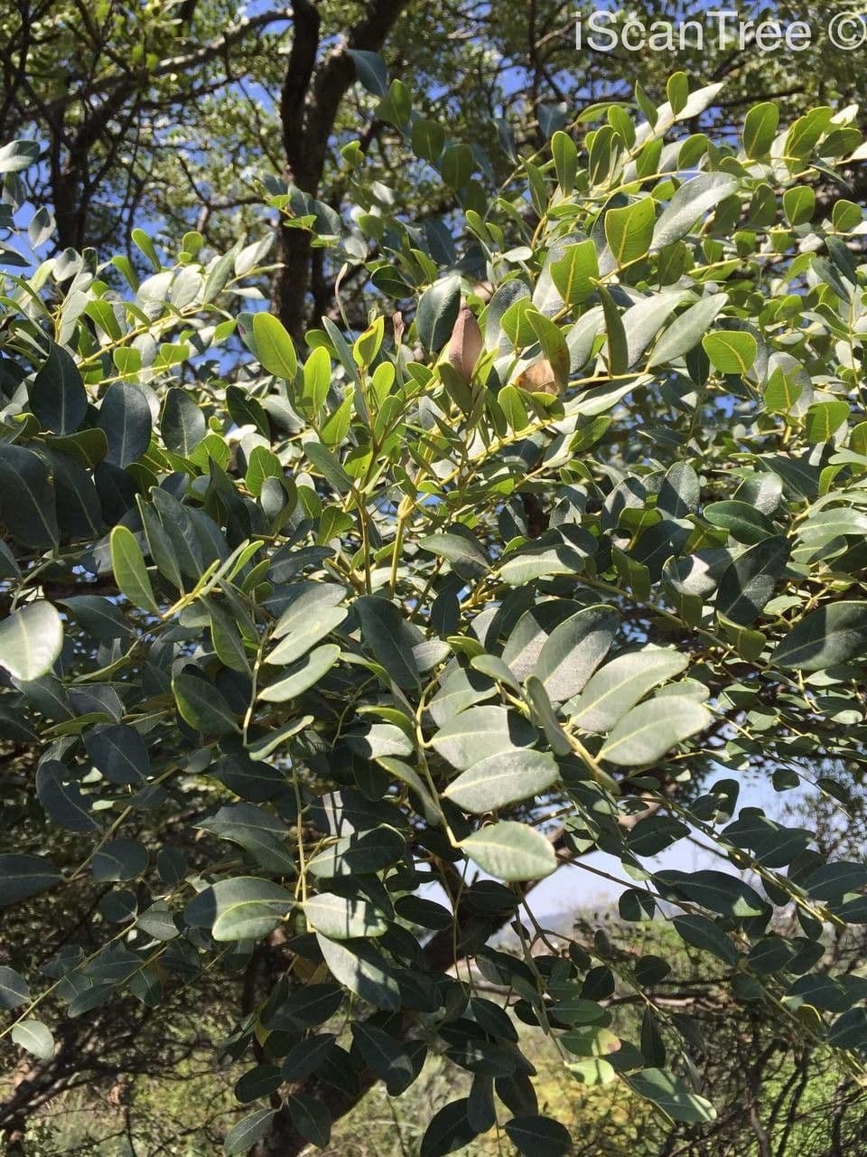 Burkea 8