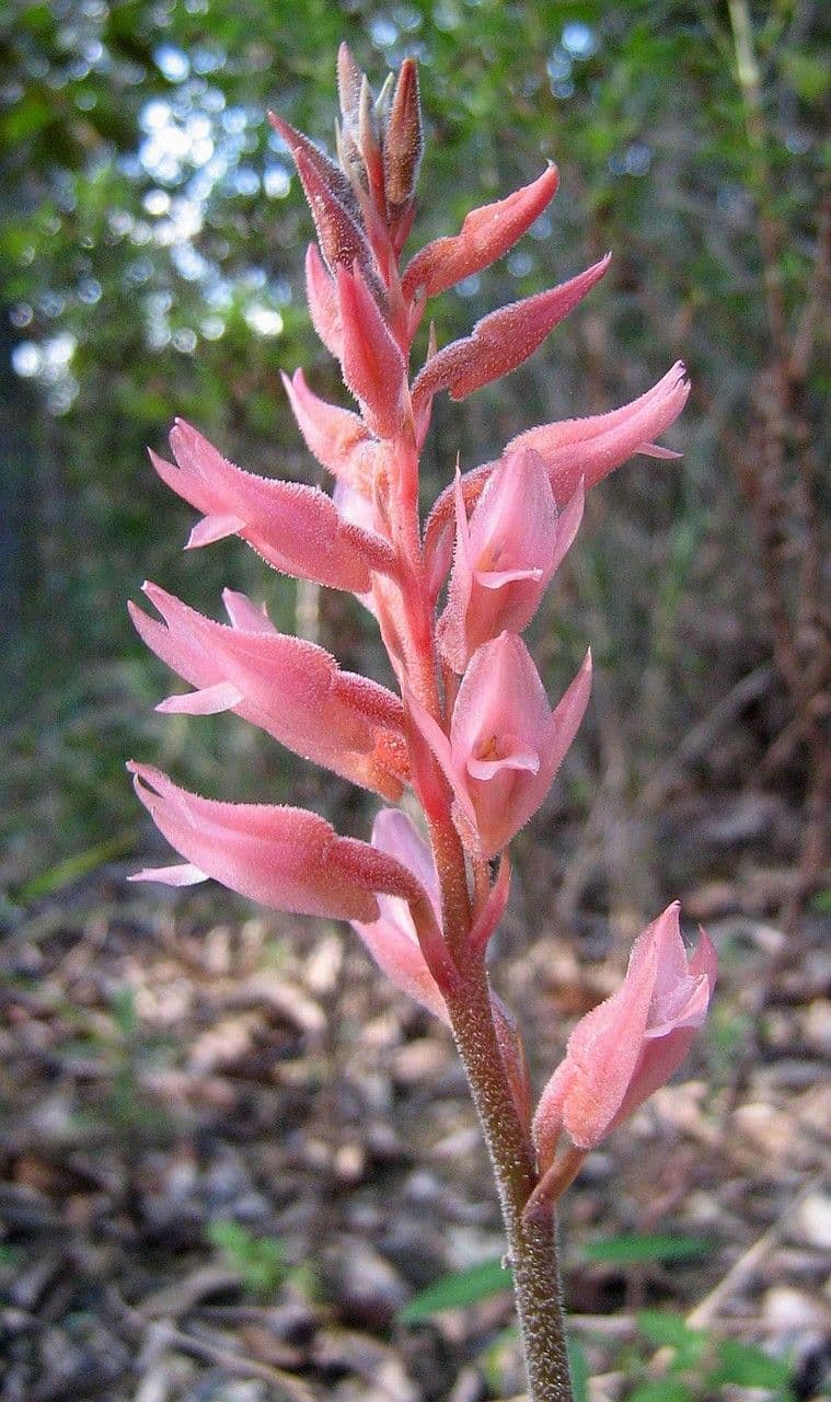 Sacoila lanceolata 3
