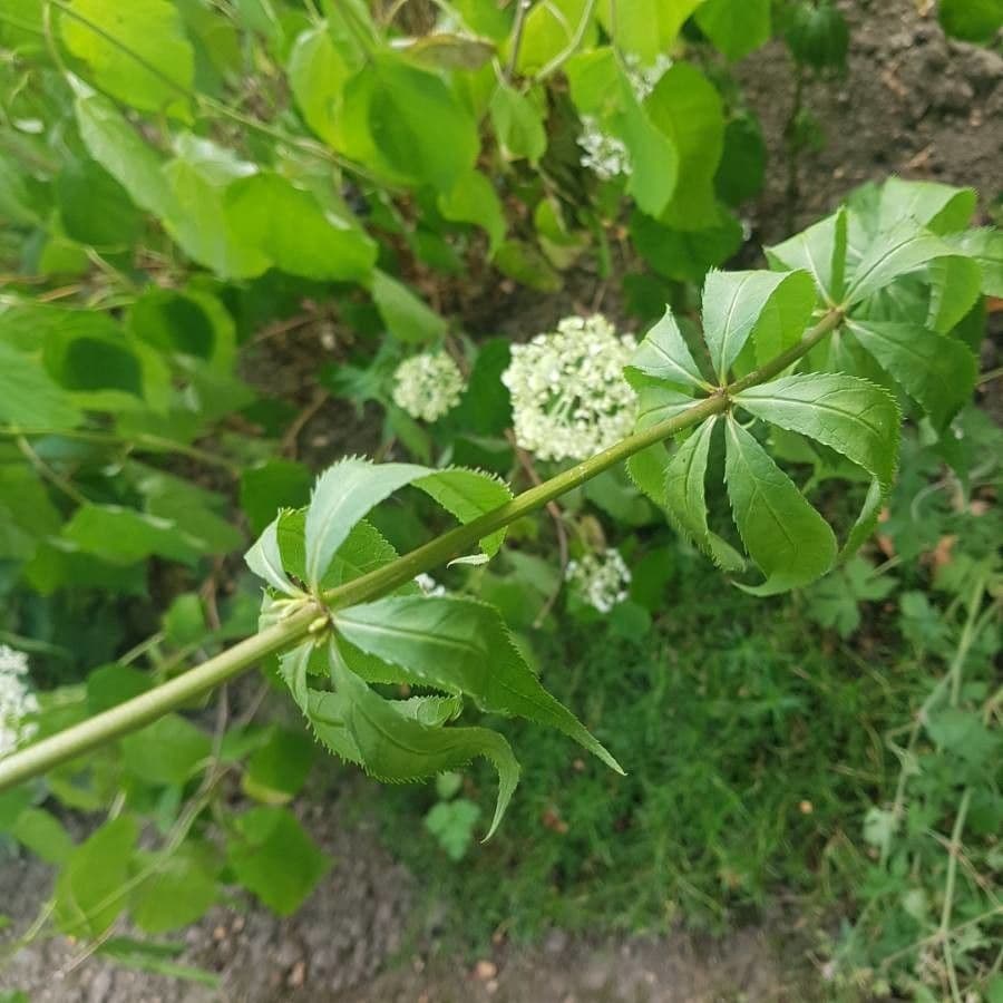 Veronicastrum 15