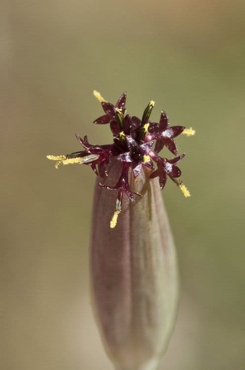Cilantro de monte 6