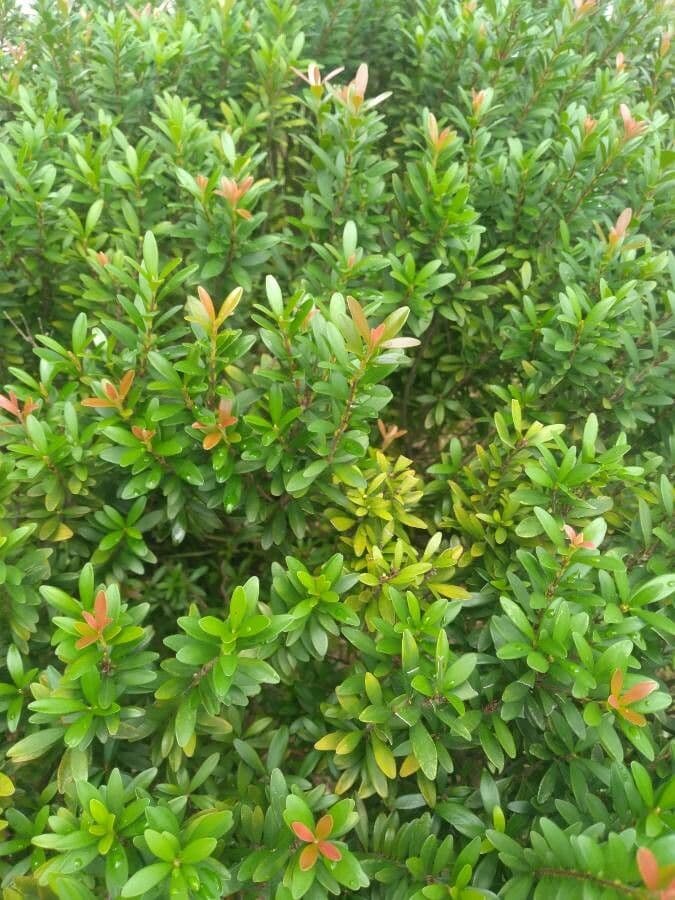 Syzygium 5