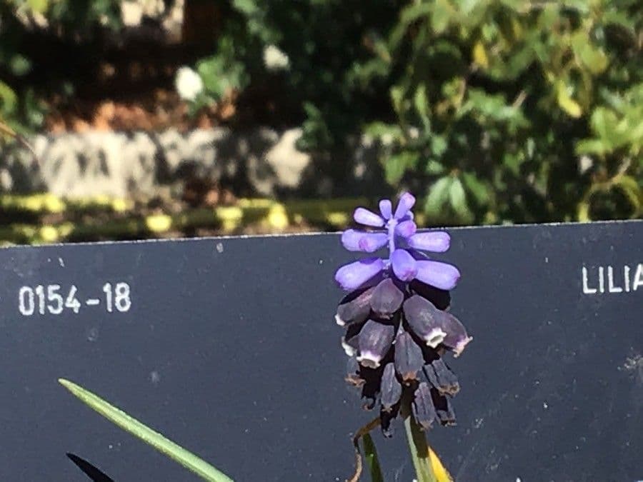 Uva cipollina