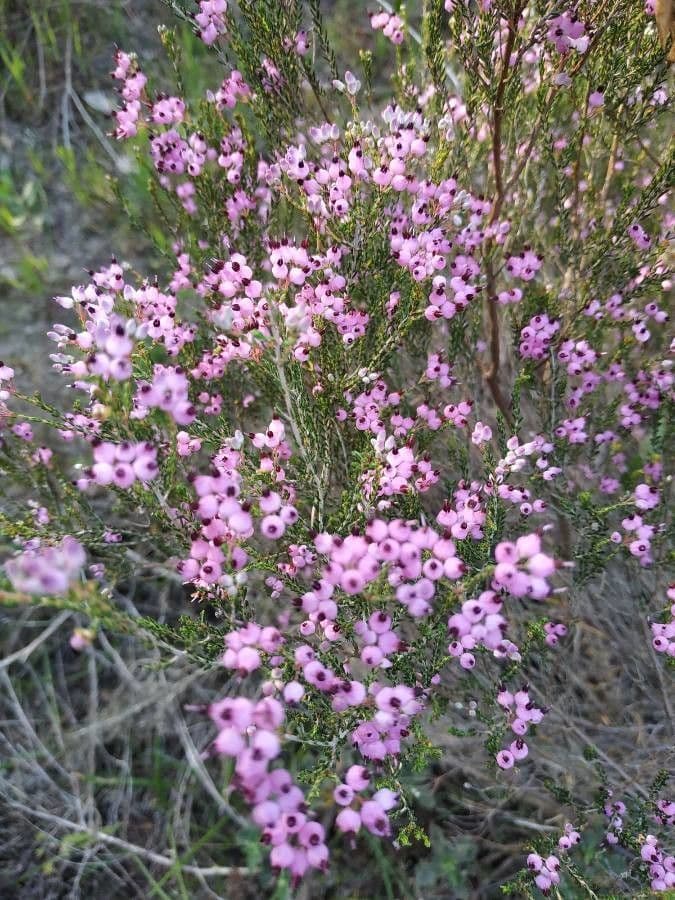 Spanische Glockenheide 5