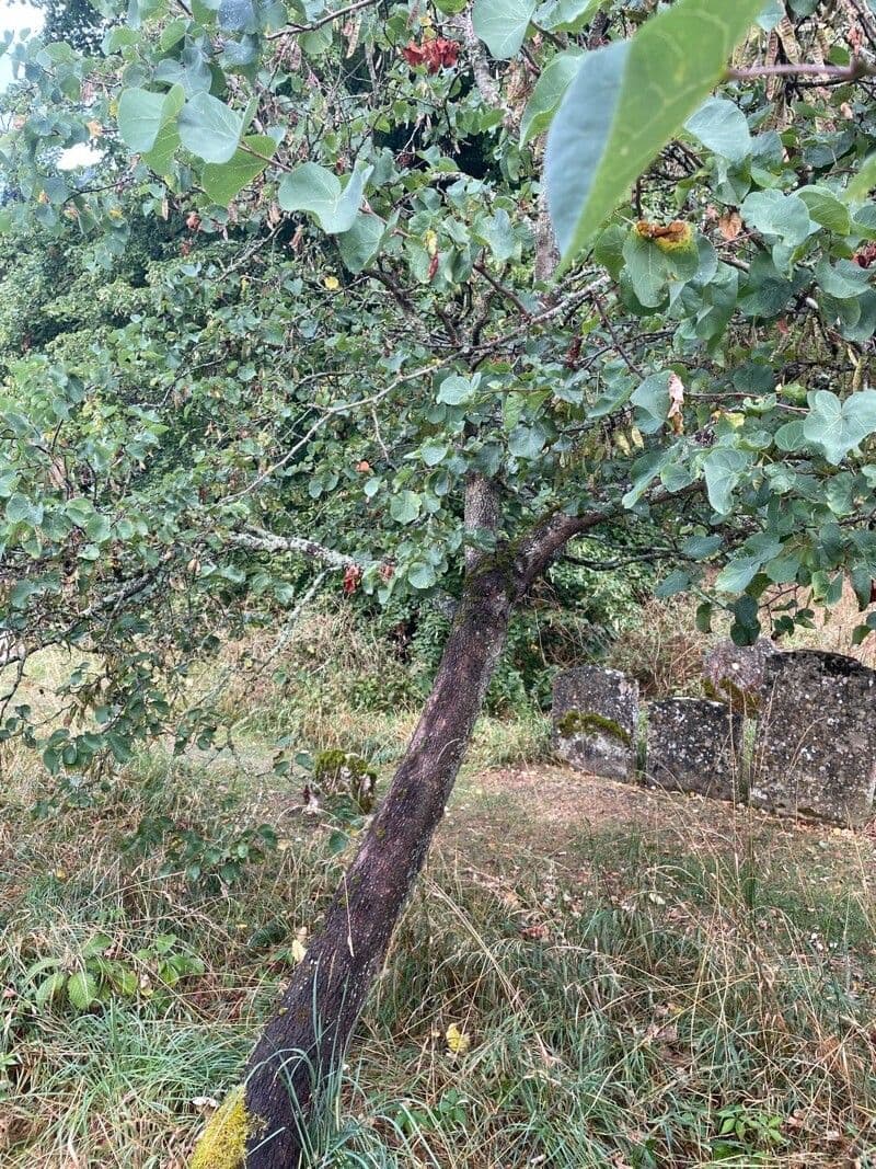 Judasbaum 11