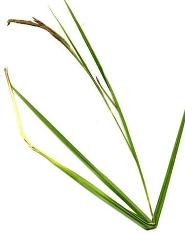 Cárex microcarpo 3