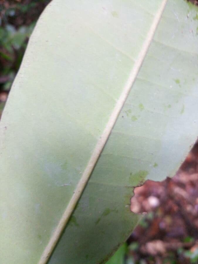 Perillo