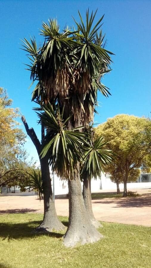 Yuca gigante 22