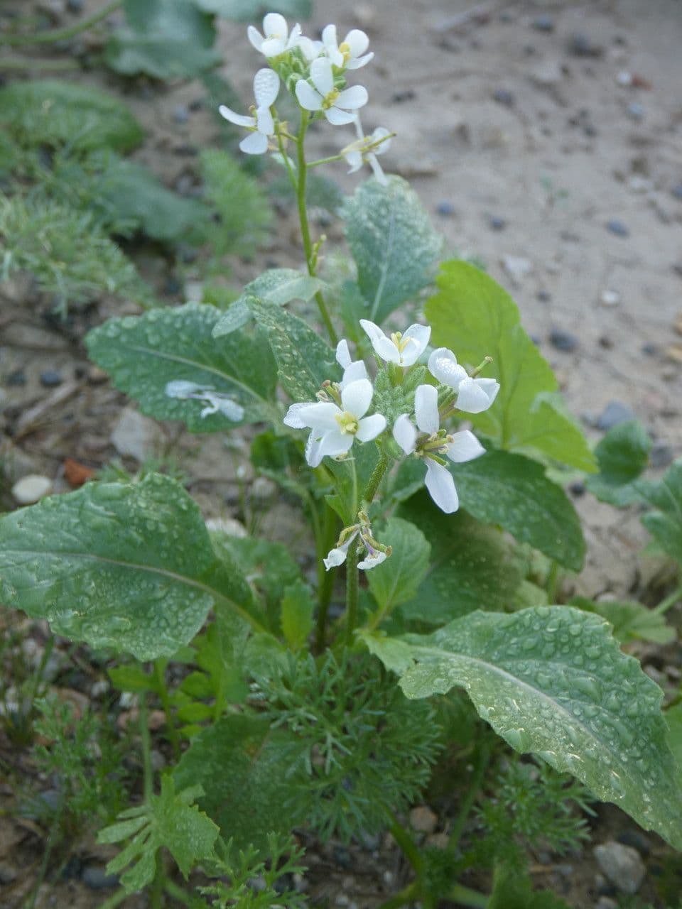 Rucola selvatica 13