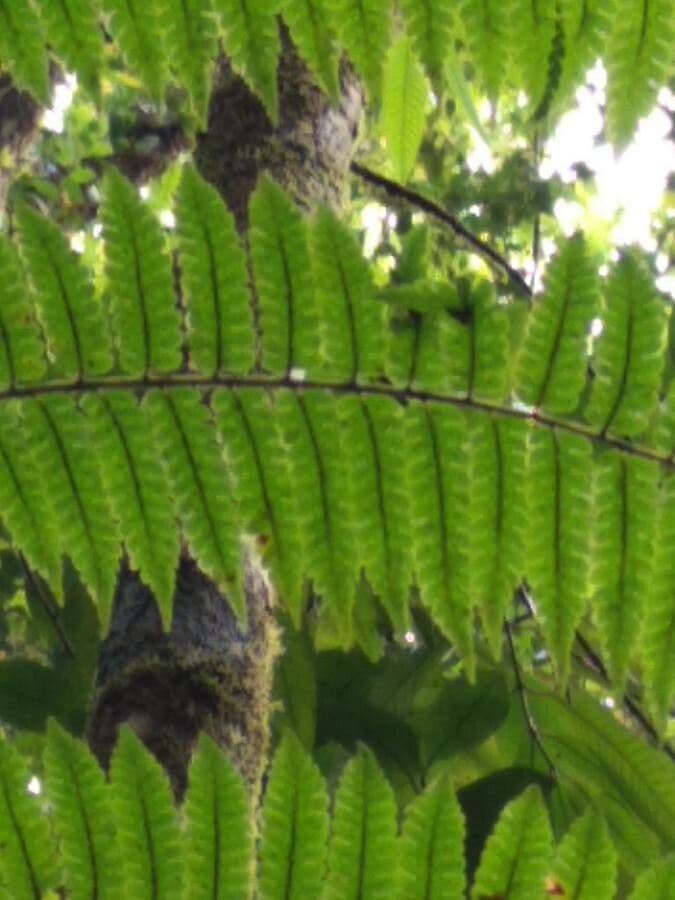 Felce reticolata 5